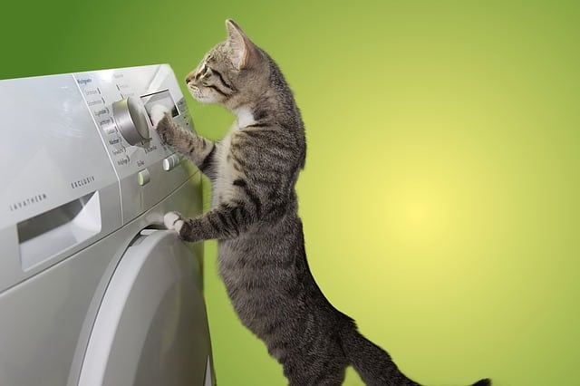cat pushing buttons on a dryer